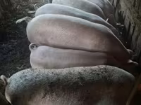 नर सूअर, सूअर — फ़ोटो 7