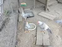 Chickens — photo 3