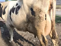 İnək, Swiss cattle — foto 4