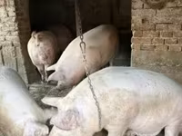 公猪, Pigs — 照片 3