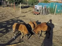 公羊, Cameroon sheep — 照片 2