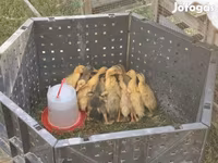 Ducks — الصورة 1