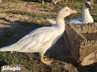 Ducks — photo 1