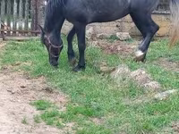 Hengst, Lipizzaner — Foto 7