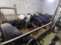 Baran, Owce — zdjęcie 4