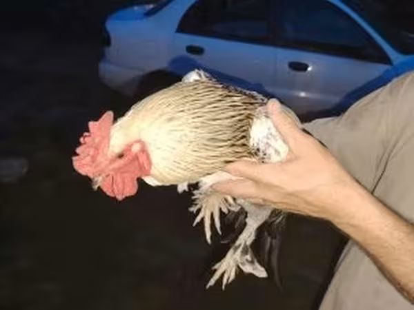 براهما