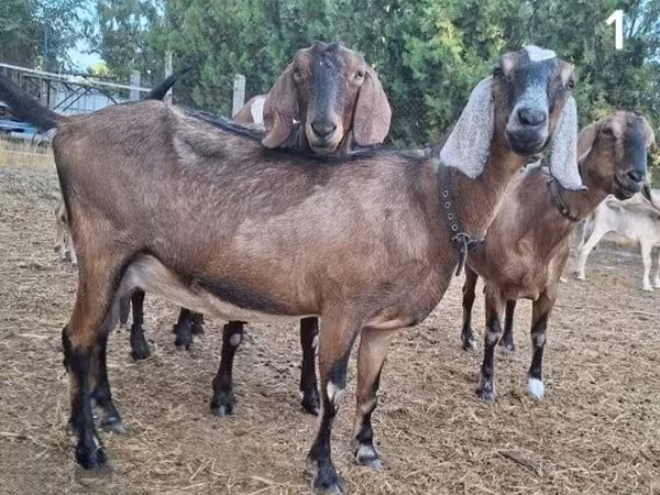 Koza, Nubian Goat
