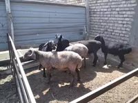 Bélier, Moutons — photo 6