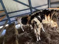 Cattle (batch, sex not specified), Russian Black pied cattle — photo 1