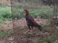 Chickens — الصورة 2