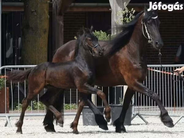 حصان, Friesian