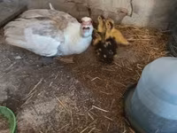 Ducks — Foto 2