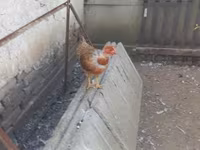 Chickens — الصورة 2