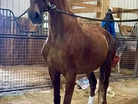 Kobila, Dutch warmblood horse — fotografija 3