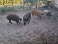 Eber, Schweine — Foto 2
