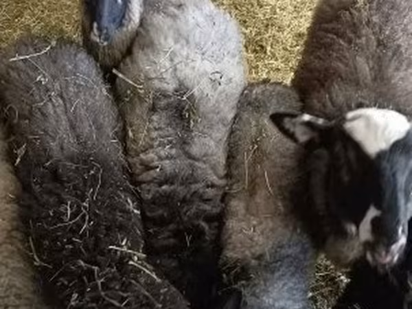 Баран, Romanov sheep