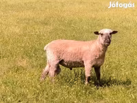 Ovan, Shroshire sheep — fotografija 5