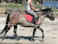 Kobyła, Polish pony — zdjęcie 1