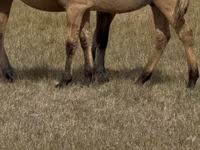 Pastuv, Bashkir horse — fotografija 5