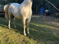 घोड़ा, Lipizzaner — फ़ोटो 5
