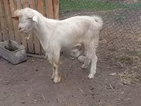 Jarac, Saanen goat — fotografija 4
