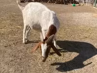 Koza, Boer goat — zdjęcie 2