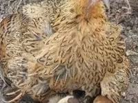 Chickens — Foto 8
