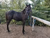 Cavalo, Cavalos — foto 4