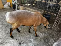 Baran, Owce — zdjęcie 6