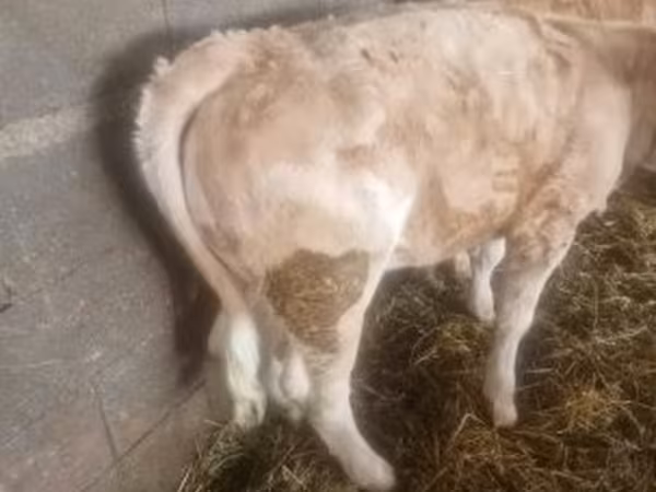Bik, Charolais cattle