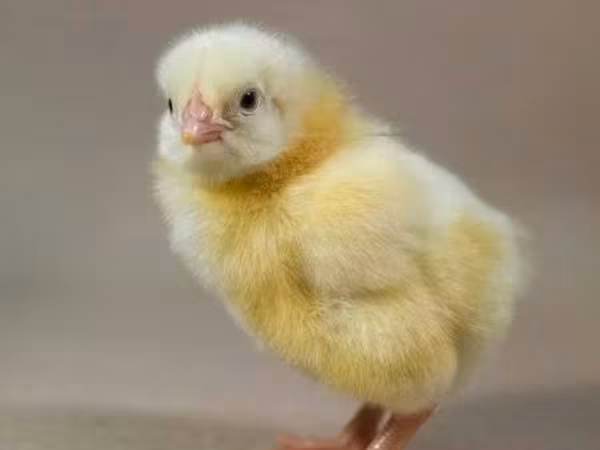 Chickens — Węgry