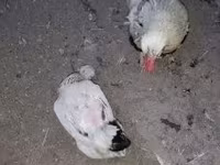 Chickens — foto 1