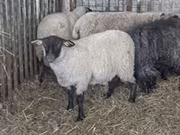 Қой, Ile-de-France sheep — 4-сурет