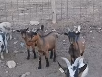 Boucs, Pomellata goat — photo 5