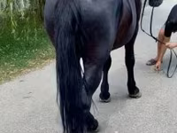Hengst, Pferde — Foto 2