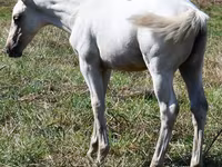 Kobila, Quarter Horse — fotografija 3