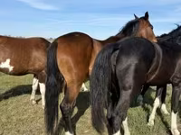Kobila, Dutch warmblood horse — fotografija 3