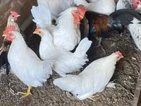 Chickens — Foto 1