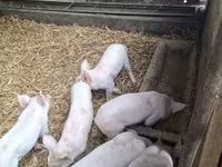 母猪, Pigs — 照片 1