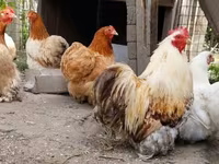 Pekin-Zwerg — Foto 3