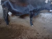 Krowa, Swiss cattle — zdjęcie 7