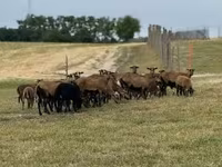 Schafe (Partie, Geschlecht nicht angegeben), Cameroon sheep — Foto 5
