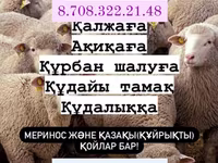 Baran, Owce — zdjęcie 1
