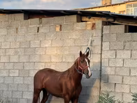 Cavalo, Friesian sport horse — foto 2