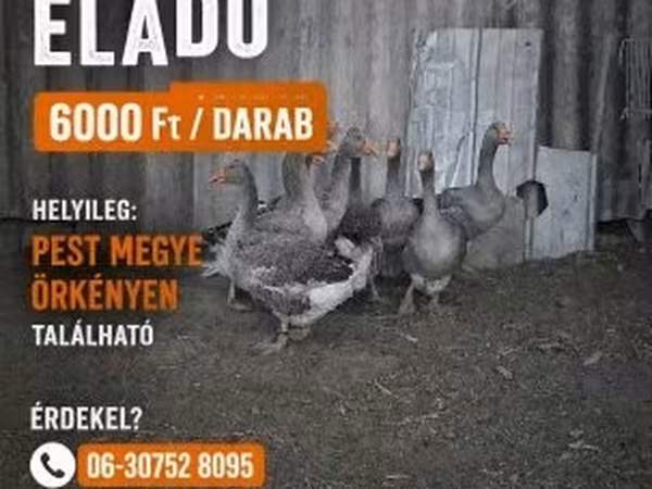 Geese — Венгрия