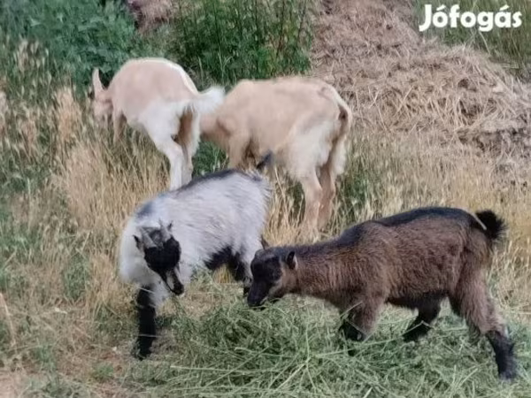 山羊（批次，未指定性别）, Goats