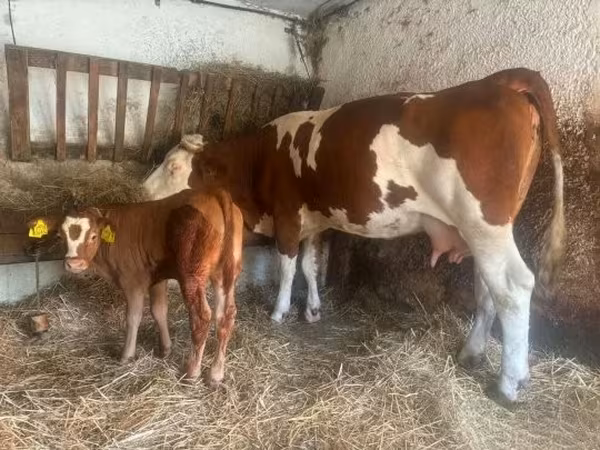 Vaca, Simmental cattle — Hungria