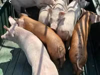 Pigs (batch, sex not specified), Pigs — photo 1