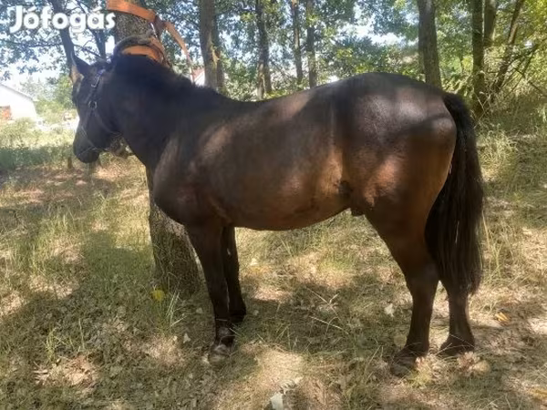 حصان, Indian half-bred