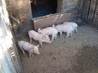 خنزير ذكر, الخنازير — الصورة 4